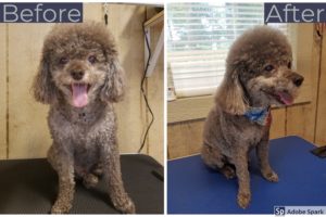 Barny is a pleasure to groom! Just look at that smile.