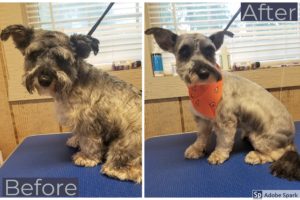 Einstein looks even smarter when he's freshly groomed!