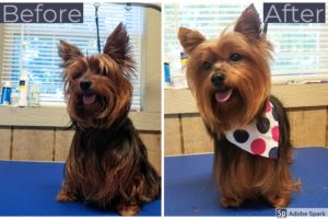 Gidget is a stunning full coated Yorkie.