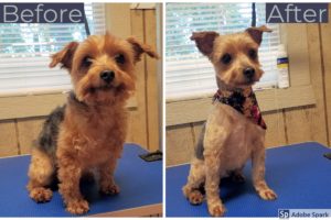 Harley is an amazing little guy! He is so timid and shy, but always up for kisses when he is being groomed.