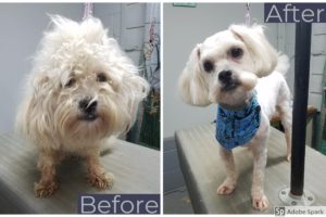 Munchies was horribly matted when he came in. After about 3 hours, we were amazed to find this gorgeous little boy under all that hair!