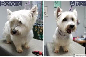 This beautiful girl is Rose. She is a Westie, which is becoming a very rare breed.